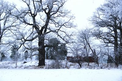 Bare trees against sky