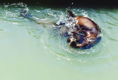 Person swimming in water