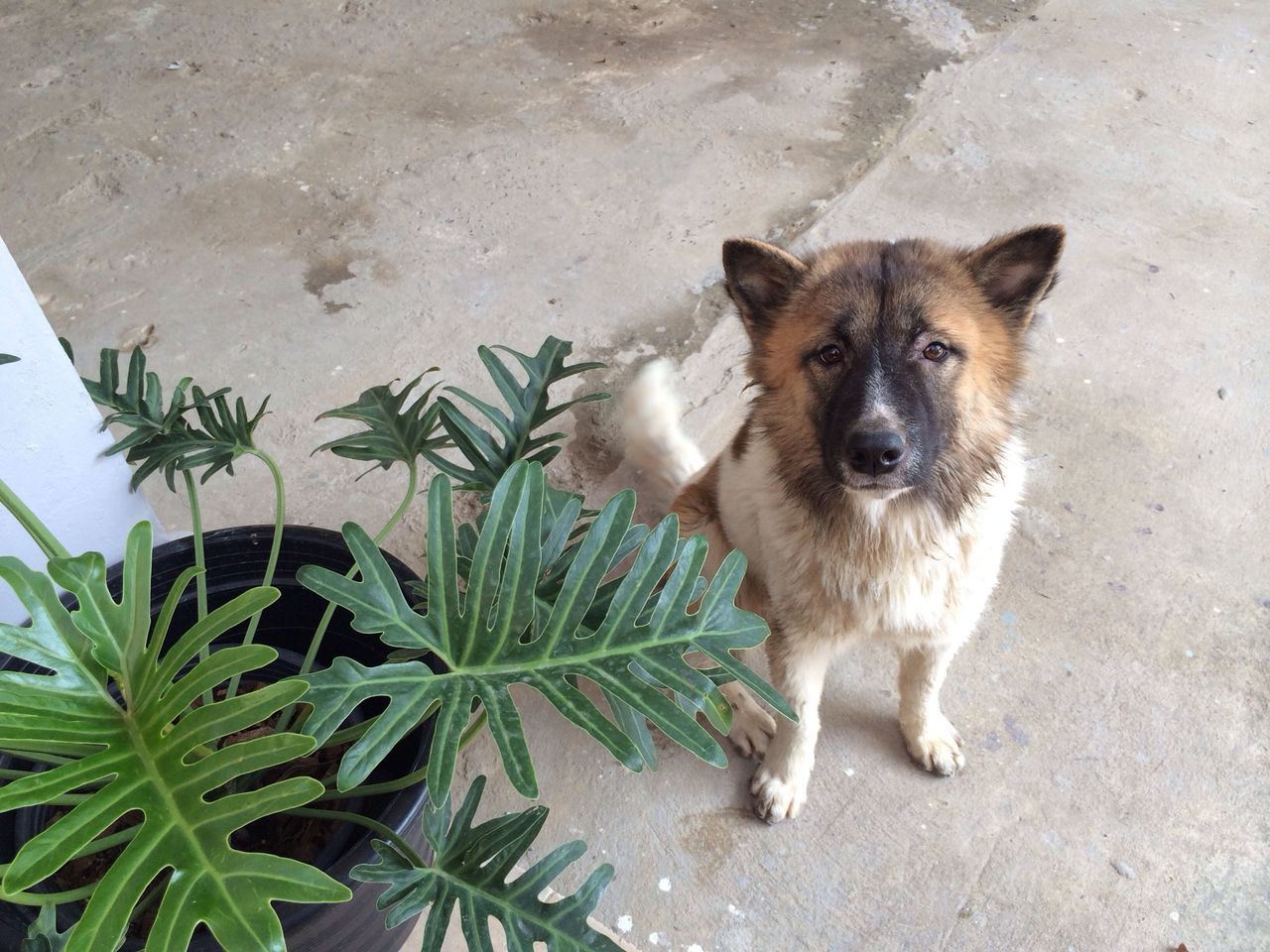 animal themes, one animal, pets, dog, domestic animals, mammal, high angle view, leaf, full length, looking at camera, portrait, plant, sitting, outdoors, day, sunlight, no people, nature, street, zoology