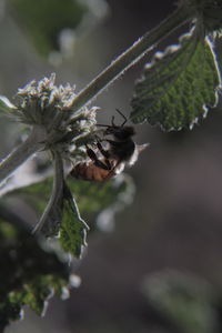 Close-up of insect on plant