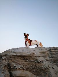 Low angle view of dog on rock against sky