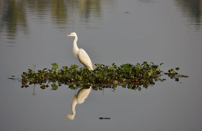 Bird perching on tree by lake