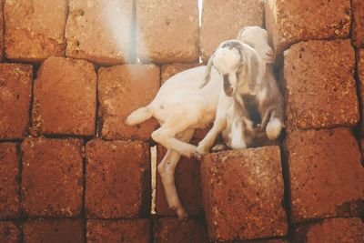 High angle view of dog on wall