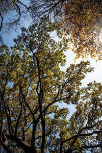 Low angle view of trees against sky during autumn