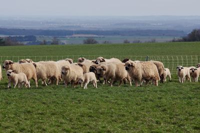 Sheep in a field