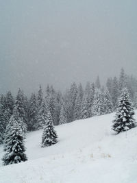 Trees on snow covered field against sky