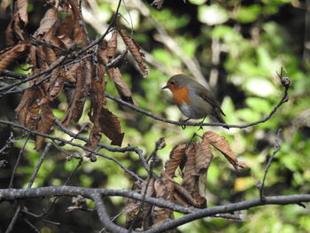 Low angle view of bird perching on branch