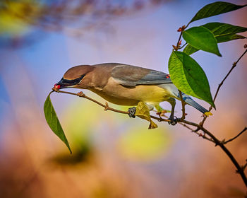 Cedar waxwing  feeding on a berry bush.