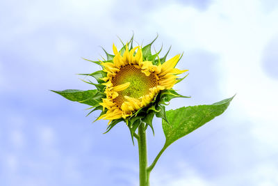 Close-up of yellow sunflower against sky