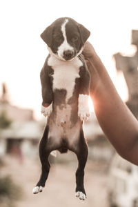 Close-up of dog