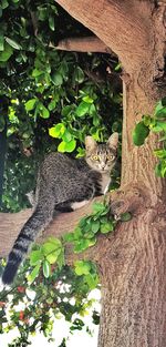 Squirrel on tree trunk