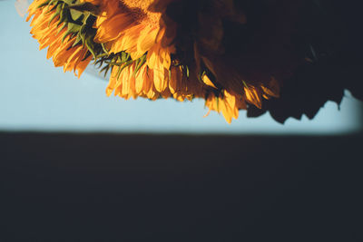 Close-up of orange plant against sky during sunset