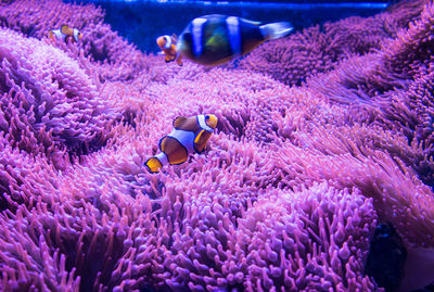 View of fishes swimming in sea