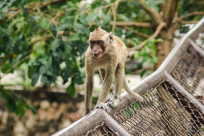 Crab-eating macaque is climbing the fence. the macaque has brown hair on its body.