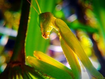 Close-up of plant against blurred background