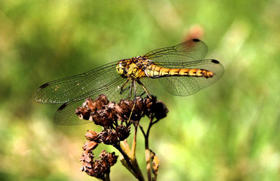 Close-up of butterfly perching on plant