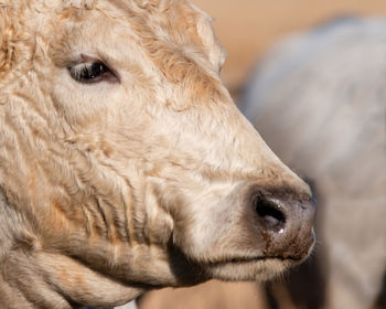 Close up of the face of a blond beef cow in profile