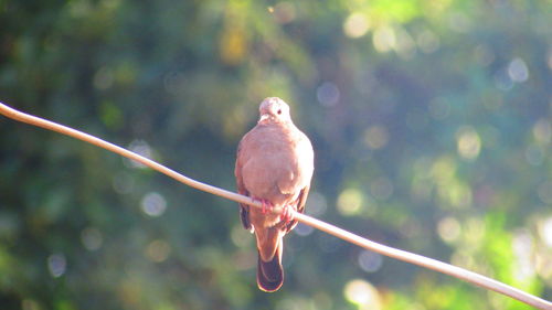 Close-up of bird perching on white background