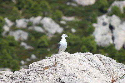 Seagull perching on rock