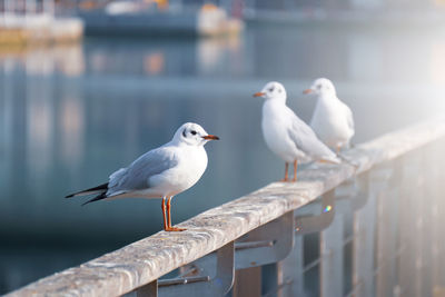 Seagulls in the seaport, animal themes