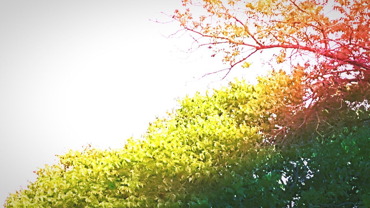 CLOSE-UP OF TREE AGAINST CLEAR SKY