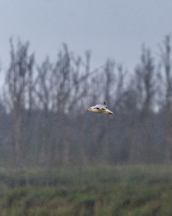 Bird flying in the sky