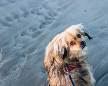 High angle view of dog looking away