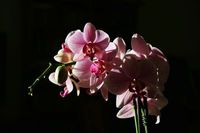 Close-up of pink orchids against black background
