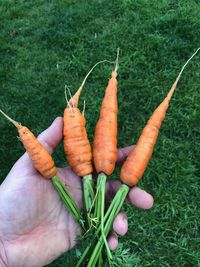 High angle view of hand holding vegetables