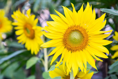 Close-up of yellow sunflower