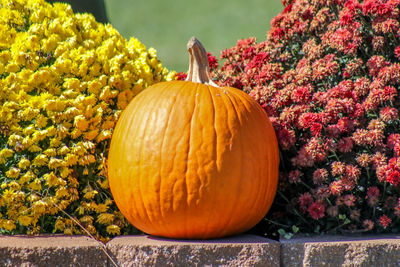 Close-up of pumpkins on autumn leaves