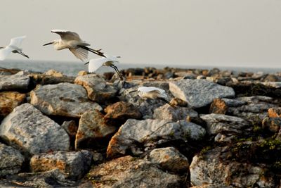 Close-up of bird perching on rock against clear sky