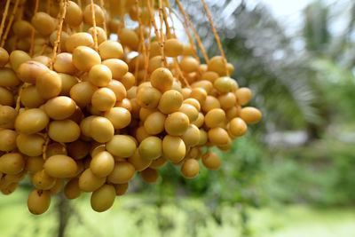 Close-up of fruits growing on tree