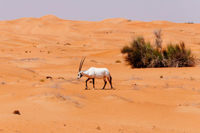 View of a desert and a walking oryx
