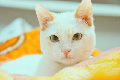 Close-up portrait of a cat