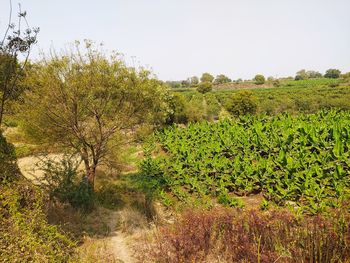 Scenic view of field against clear sky