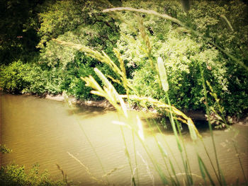 View of plants in water