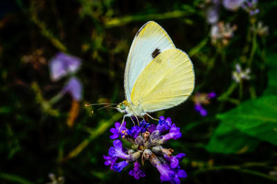 Close-up of butterfly pollinating on purple flower