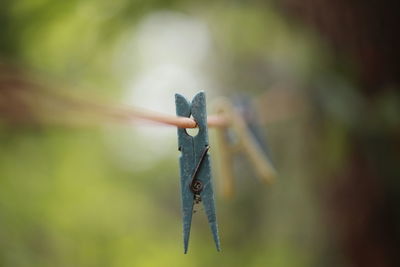 Close-up of leaf