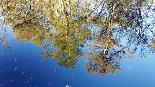 Low angle view of tree by lake against sky