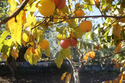 Close-up of fruits growing on tree