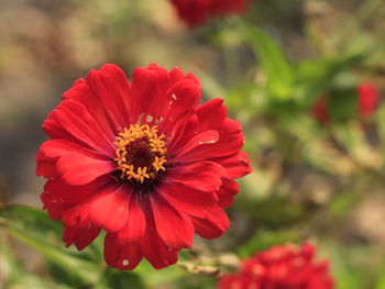 Close-up of red flower