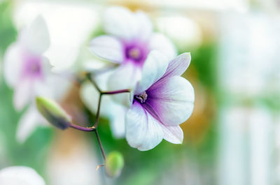 Close-up of pink flowering plant