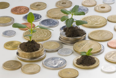 High angle view of potted plants on table