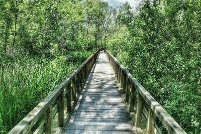 Narrow walkway along trees