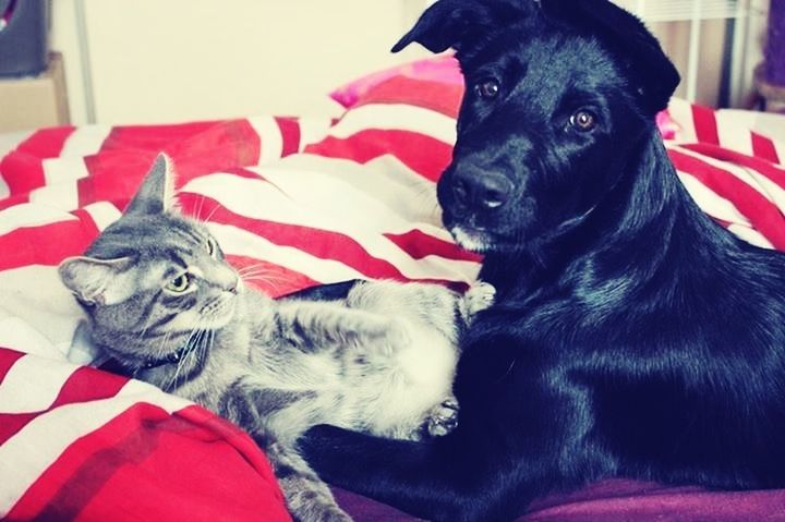 animal themes, domestic animals, pets, one animal, mammal, dog, black color, indoors, animal head, close-up, portrait, red, focus on foreground, looking at camera, relaxation, two animals, no people, pet collar, animal body part, vertebrate