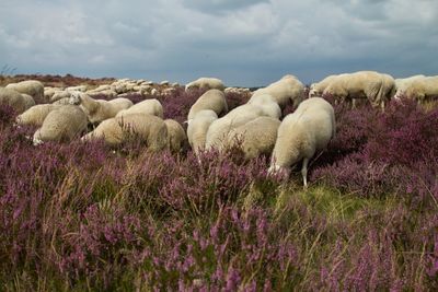 Scenic view of purple flowers on field against sky