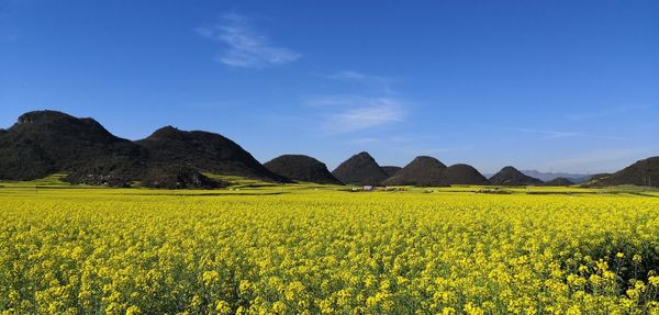 Scenic view of oilseed rape field against sky