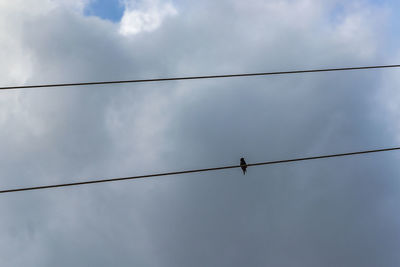 Low angle view of birds perching on cable against sky