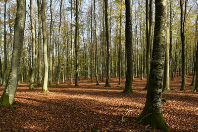 Trees in forest